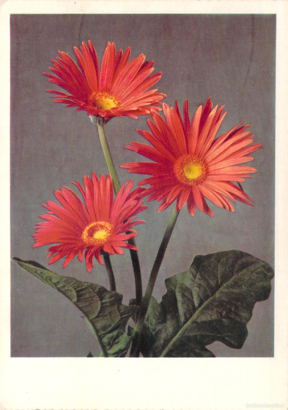 Cartes Postales: Postal de Flores Gerbera Naranja Salmon, Arte Bot&aacute;nico, Impresa en Alemania