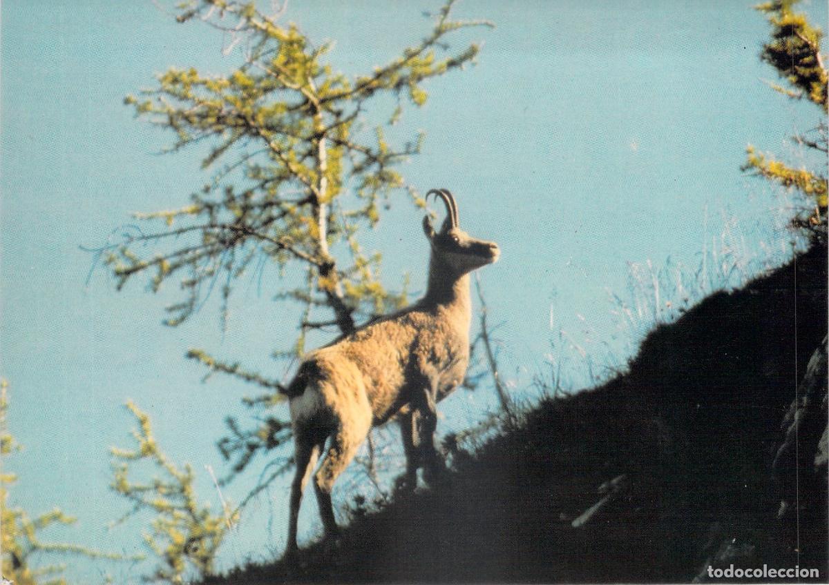 Postkarten: Postal Rebeco Gamuza en Alpes Suizos Fauna Salvaje Naturaleza V&eacute;troz