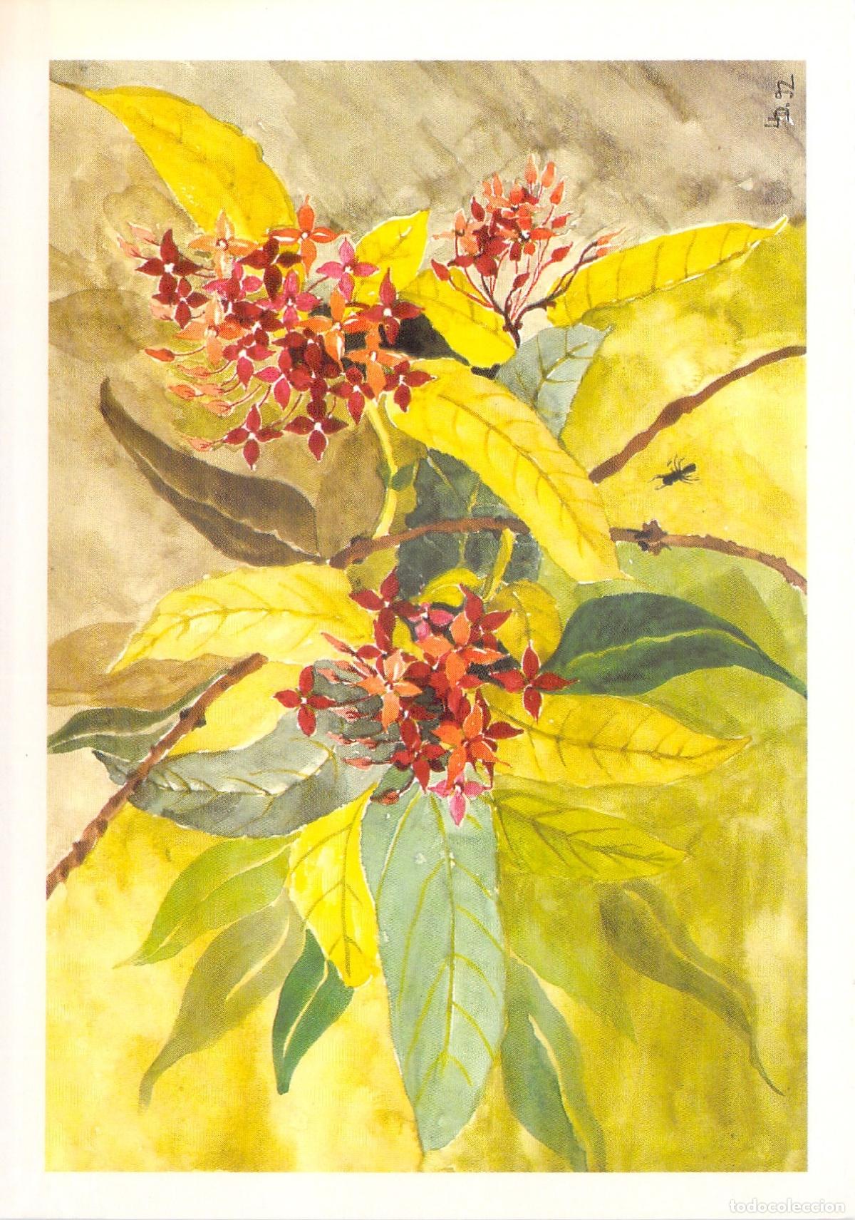 Cartes Postales: Postal Arte Acuarela Flores de Oto&ntilde;o Ixora U. Dreifuss Horgen Suiza