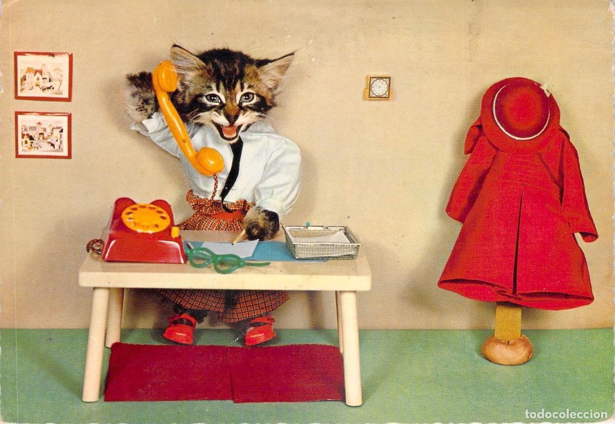 Cartes Postales: Postal Gato Antropomorfo Hablando por Tel&eacute;fono - Animales Graciosos