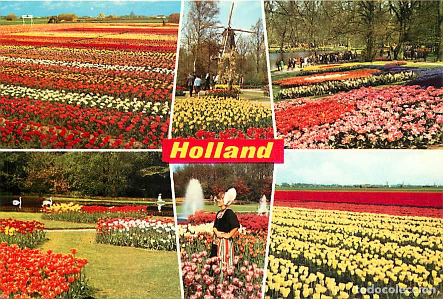 Postales: Carte Postale - Pays-Bas - Nederland - Holland in bloementooi - La Hollande en parure de fleurs - Mu