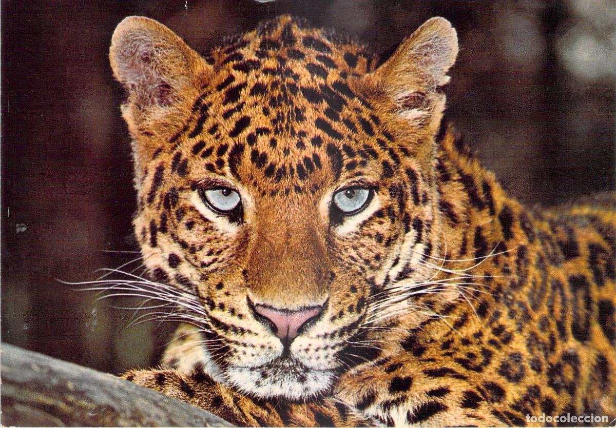 Cartes Postales: Postal Leopardo Panthera Pardus Retrato de Felino Kruger