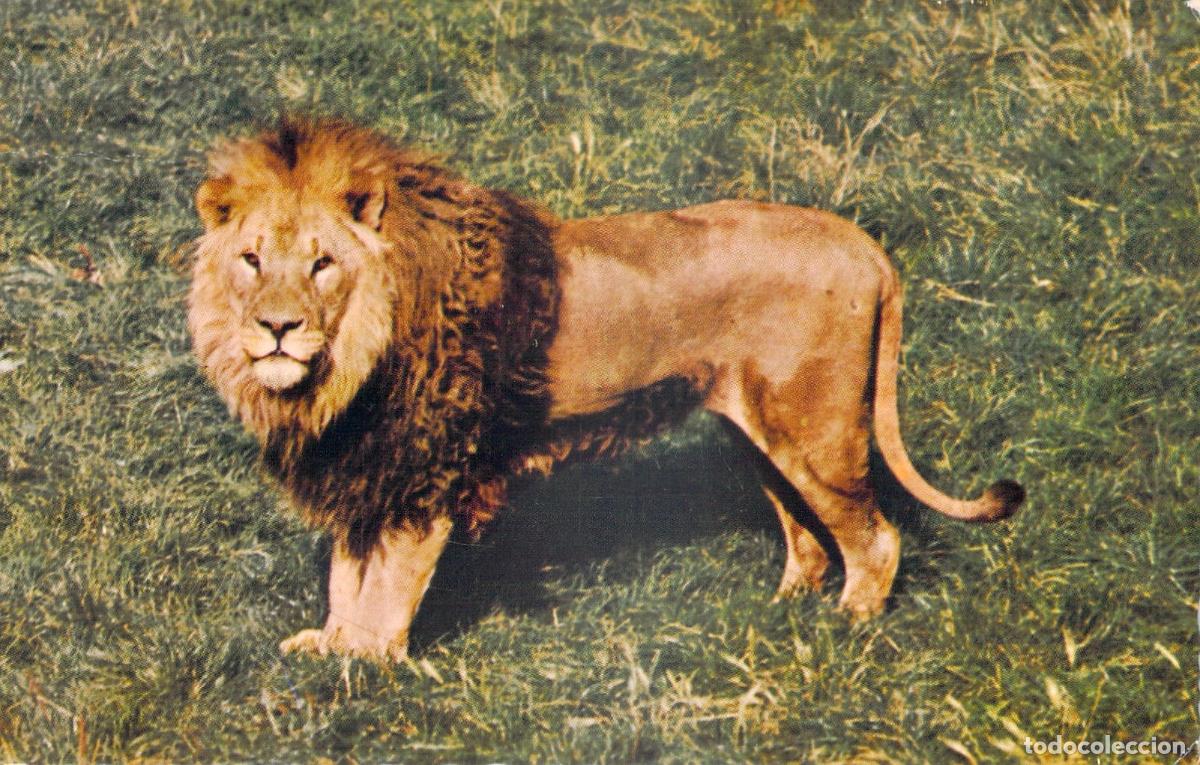 Postales: Postal Le&oacute;n Africano Fotograf&iacute;a Suschitzky Sociedad Zool&oacute;gica Londres