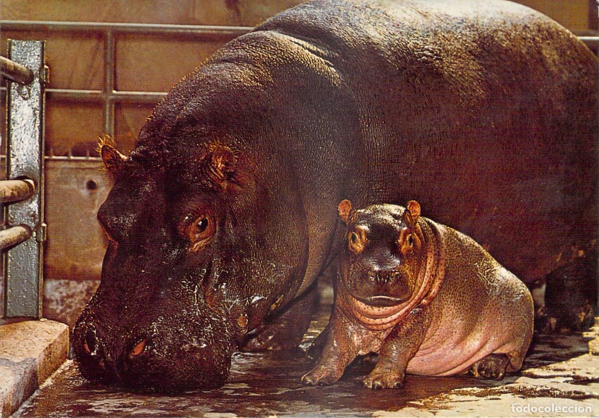 Cartes Postales: Tarjeta Postal de Hipop&oacute;tamo con su Cr&iacute;a - Serie Fauna Salvaje