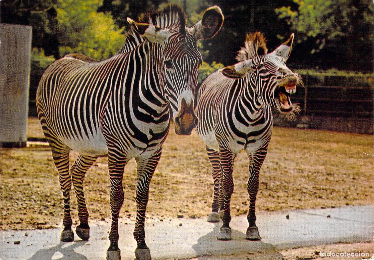 Postales: Postal de Cebras de Grevy - Fauna y Naturaleza