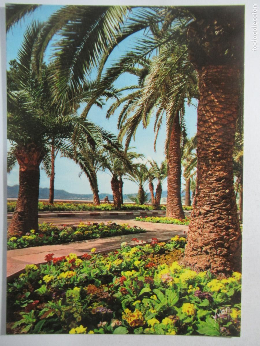 Postales: Cannes - Les Parterres fleuris de la Croisette - S/C