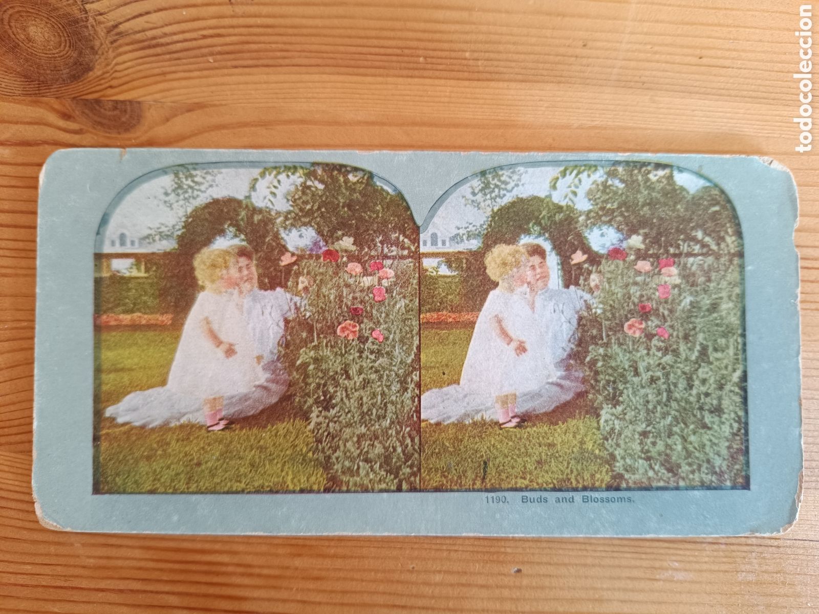 Postales: Antigua tarjeta estereosc&oacute;pica Buds and Blossoms.