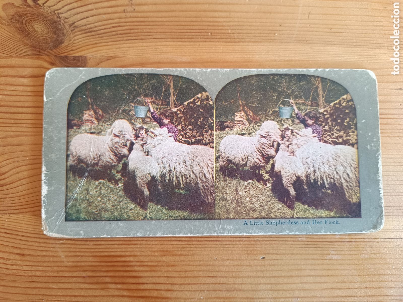 Postales: Antigua tarjeta estereosc&oacute;pica. A little shepherdes and her flock.