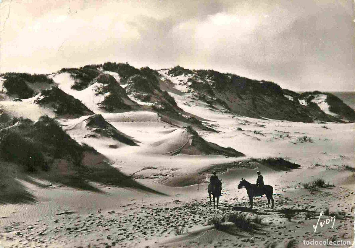 Postais: Francia - Carte Postale - 62 - Berck sur Mer - Les Dunes - Anim&eacute;e - Chevaux - Carte dentel&eacute;e - CPSM