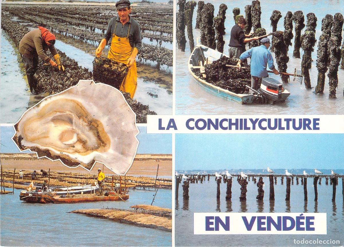Postcards: Postal La Conchilyculture en Vend&eacute;e Francia Pesca Ostras y Mejillones