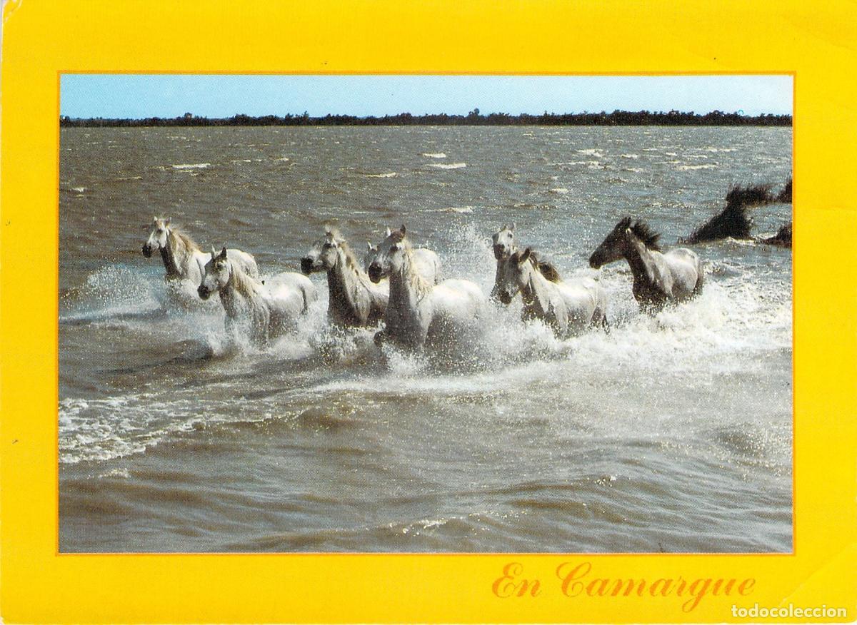 Postales: Postal Caballos Salvajes Galopando en la Camarga Francia