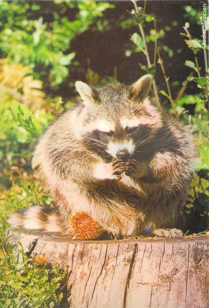 Postales: Postal de Mapache - Comit&eacute; Nacional de la Infancia Francia
