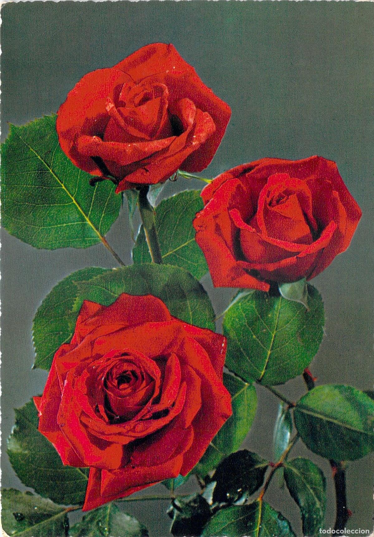 Postales: Tarjeta Postal de Rosas Rojas - Felicitaci&oacute;n de Onom&aacute;stico