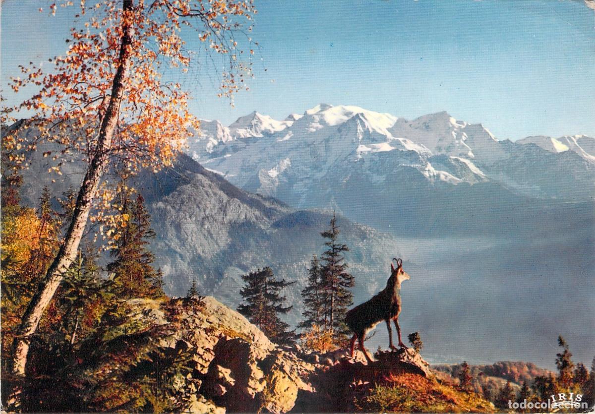 Postkarten: Postal de los Pirineos Franceses con Isard y Paisaje de Monta&ntilde;a