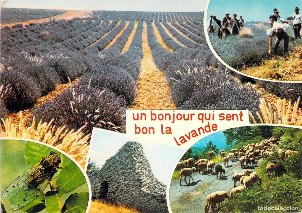 Postkarten: Postal de Provenza, Francia: Lavanda y Tradiciones Rurales