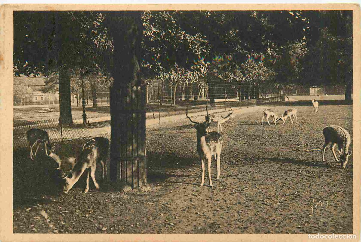 Postais: Carte Postale Ancienne - 69 - Lyon - Parc de la T&ecirc;te d'Or - Les biches - Zoo - CPA - Oblit&eacute;ration de