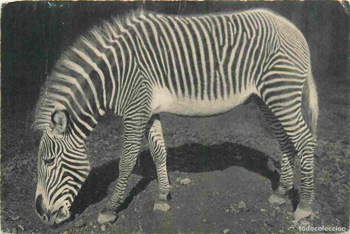Postais: Carte Postale Ancienne - 75 - Paris - Parc zoologique du bois de vincennes - Un z&egrave;bre de gr&eacute;vy - Zoo
