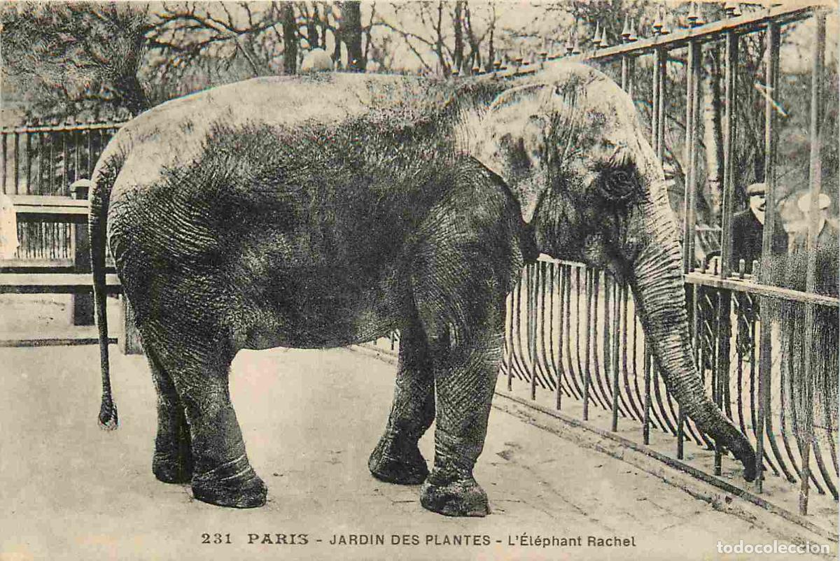 Postais: Carte Postale Ancienne - 75 - Paris - Jardin des Plantes - L'&eacute;l&eacute;phant Rachel - Zoo - CPA - Voir Scan