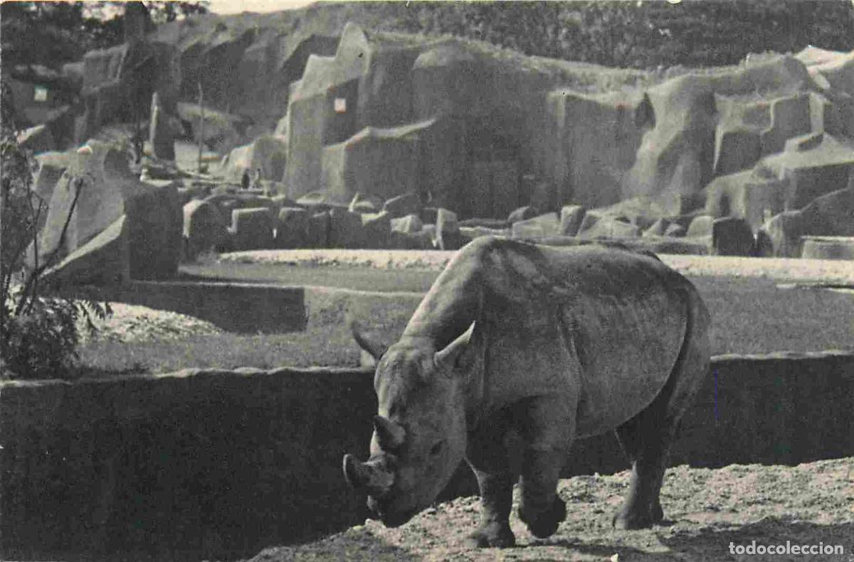 Postais: Carte Postale Ancienne - 75 - Paris - Parc zoologique du bois de vincennes - Le rhinoc&eacute;ros d'Afrique