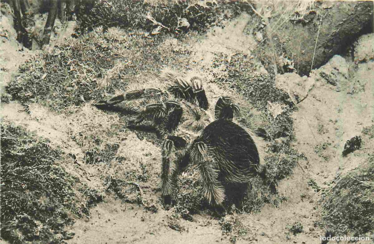 Postales: Carte Postale Ancienne - 75 - Paris - Jardin des Plantes - Vivarium - Mygale - Am&eacute;rique du Sud - Zoo