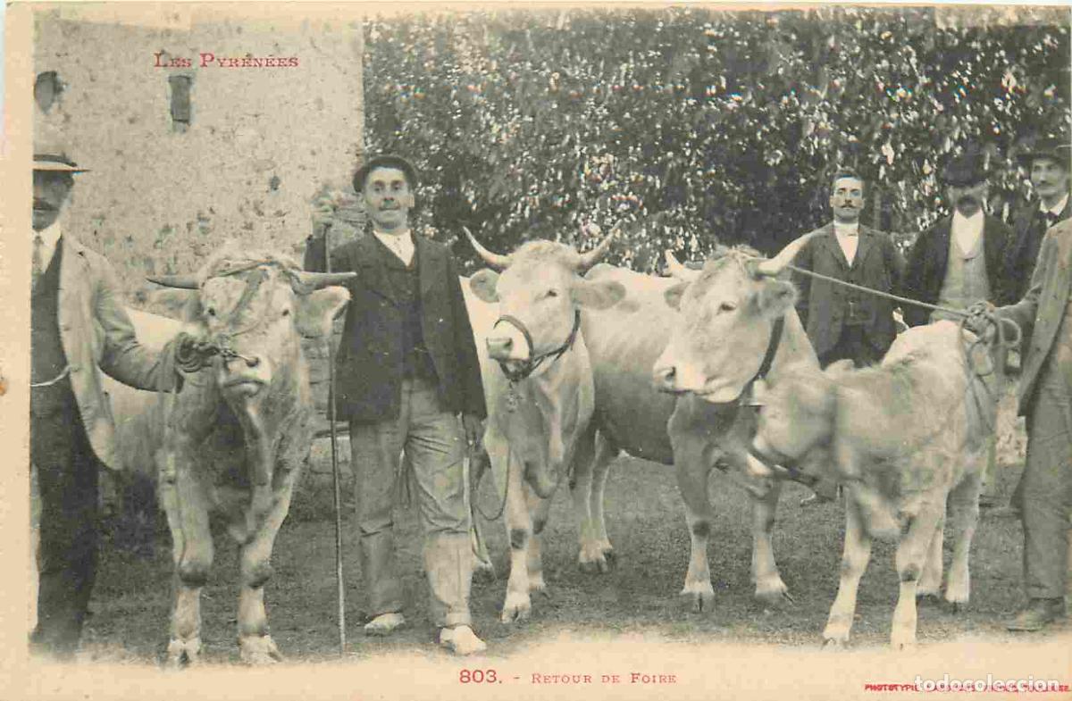 Postkarten: Carte Postale Ancienne - 65 - Pyr&eacute;n&eacute;es - Retour de foire - Anim&eacute;e - B�ufs - CPA - Voir Scans Recto-V