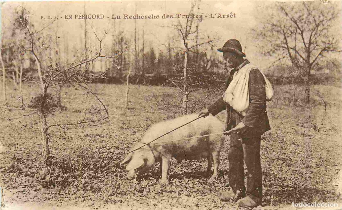 Cartes Postales: Carte Postale Ancienne - 24 - Sarlat - En P&eacute;rigord - La recherche des truffes L'arr&ecirc;t - Anim&eacute;e - Coc