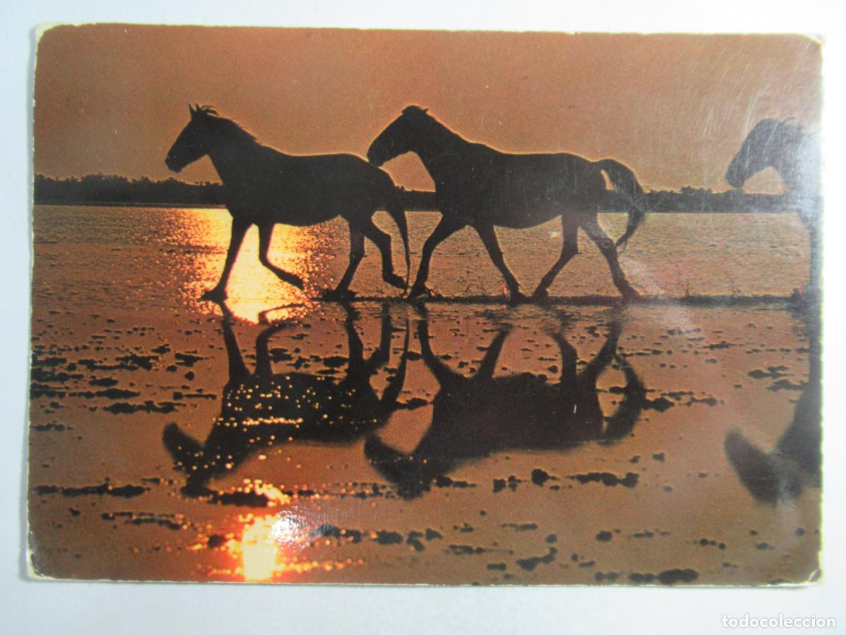 Postales: Francia - La Camargue - Circulada - Foto 1