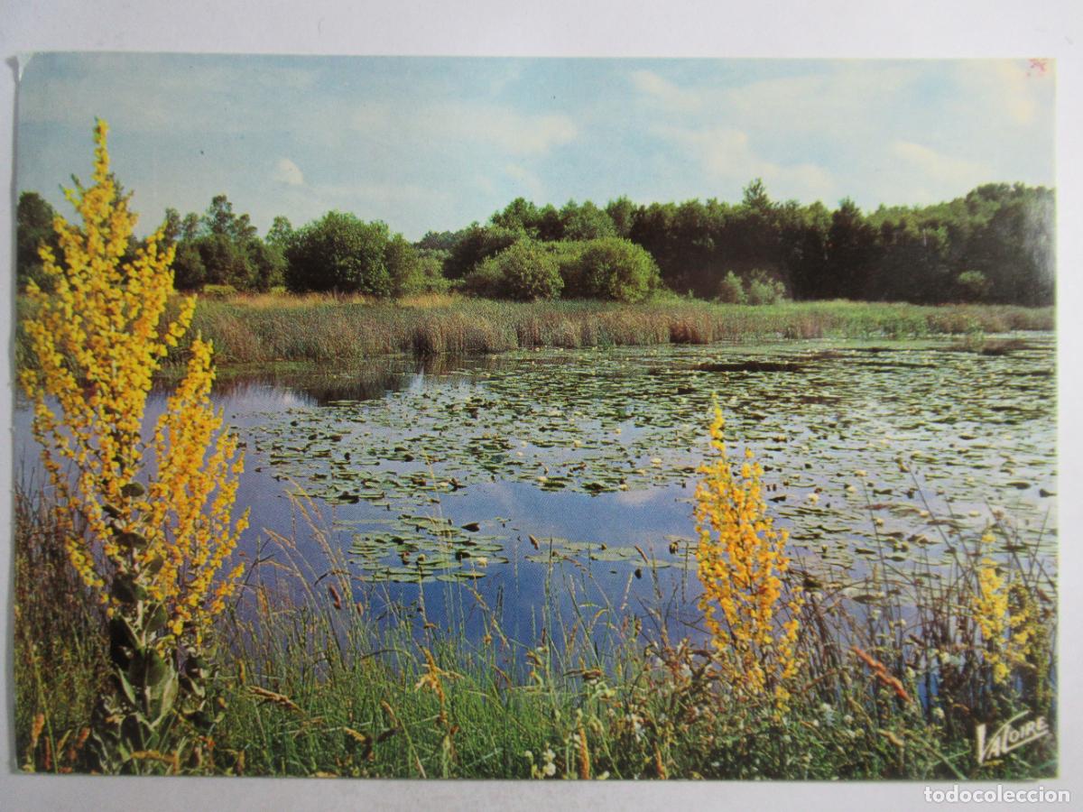 Postales: Francia - En Sologne - Circulada