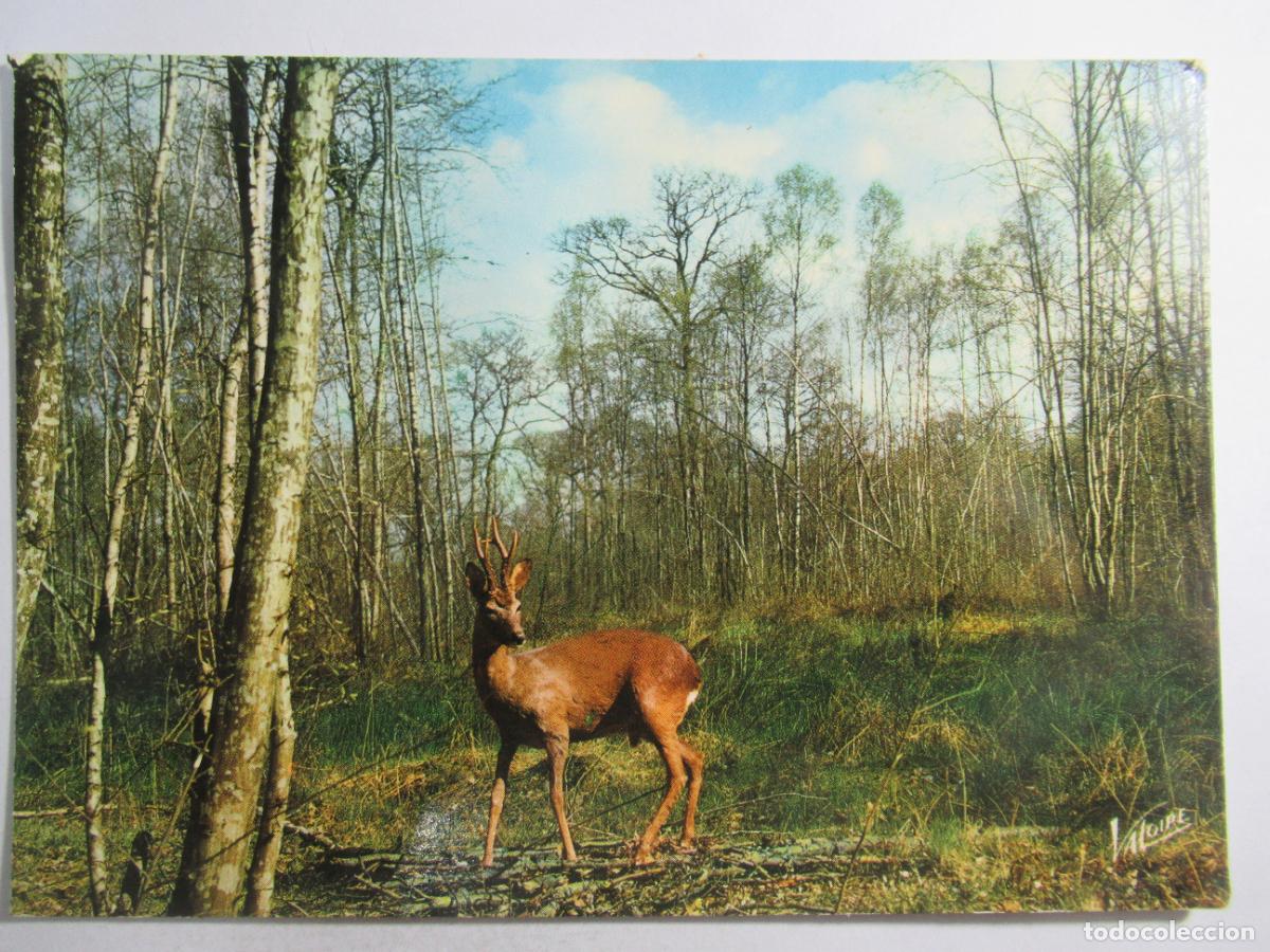 Postales: Francia - En Sologne - Circulada - Foto 1