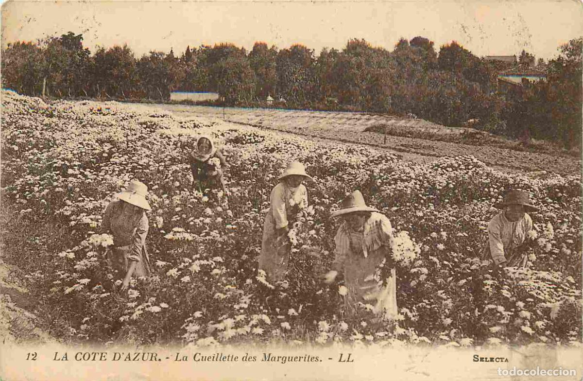 Postales: Carte Postale Ancienne - 06 - Cote d'Azur - La Cueillette des Marguerites - Anim&eacute;e - CPA - Voir Scan