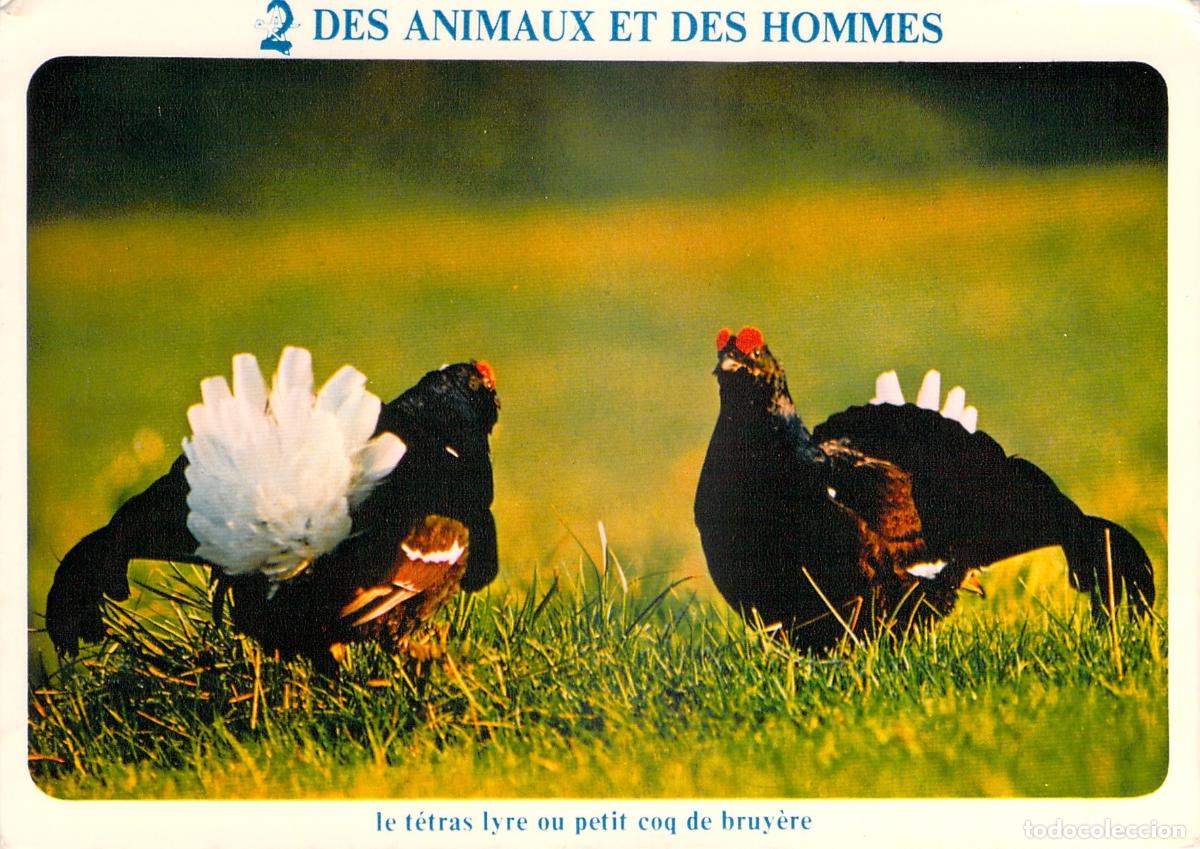 Postais: Postal del Gallo Lira o Petit Coq de Bruy&egrave;re en los Alpes Franceses