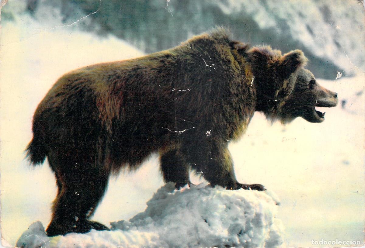 Postcards: Postal de Oso Pardo en los Pirineos Franceses