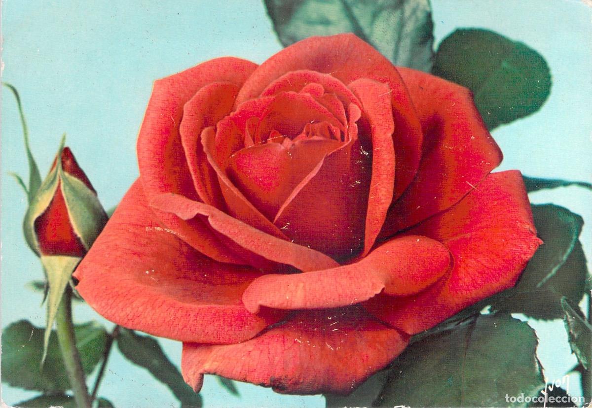 Postales: Tarjeta Postal Flor Rosa Soraya Jolies Roses de France