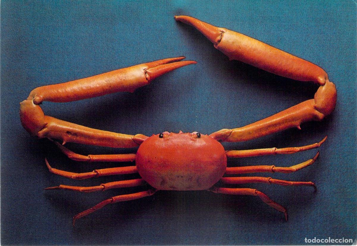 Postales: Postal de Cangrejo Carcinoplax longimanus Museo de Historia Natural Londres