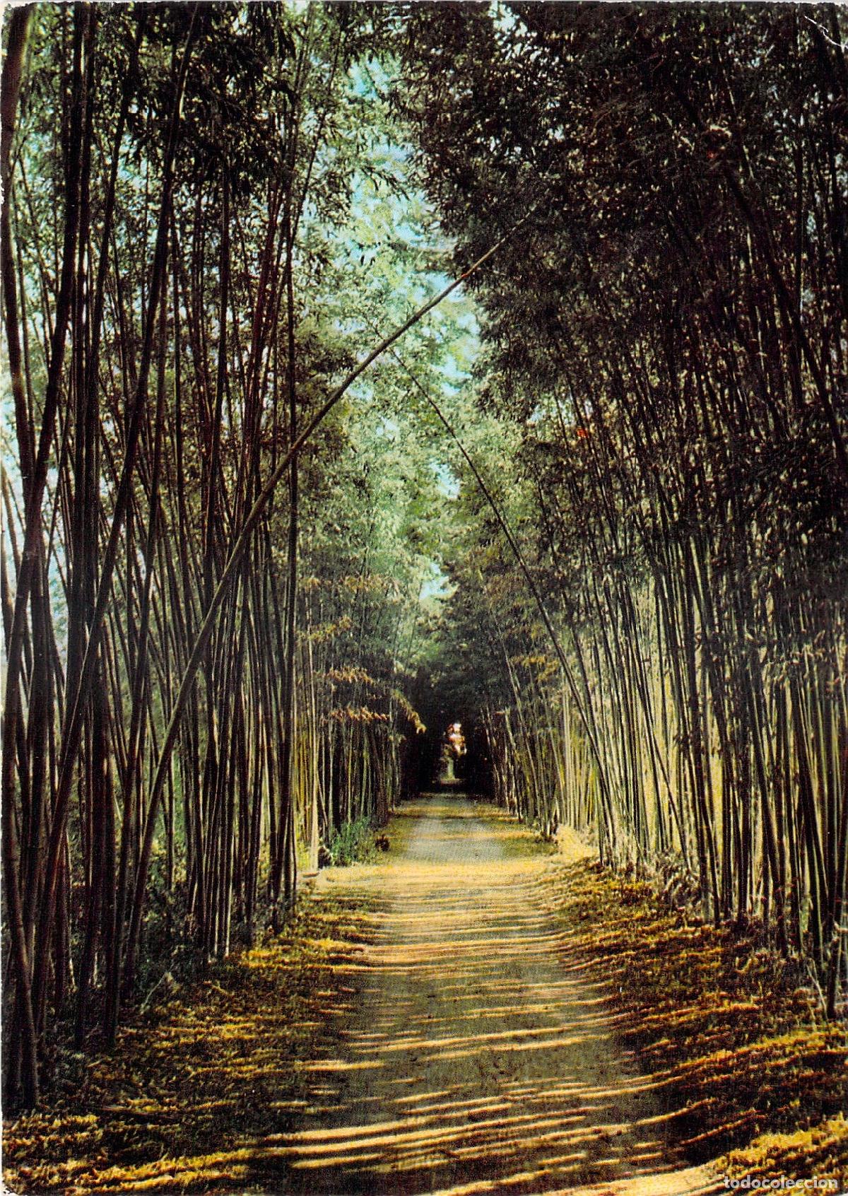 Postales: Postal de Anduze, Francia - Bosque de Bamb&uacute;es Gigantes