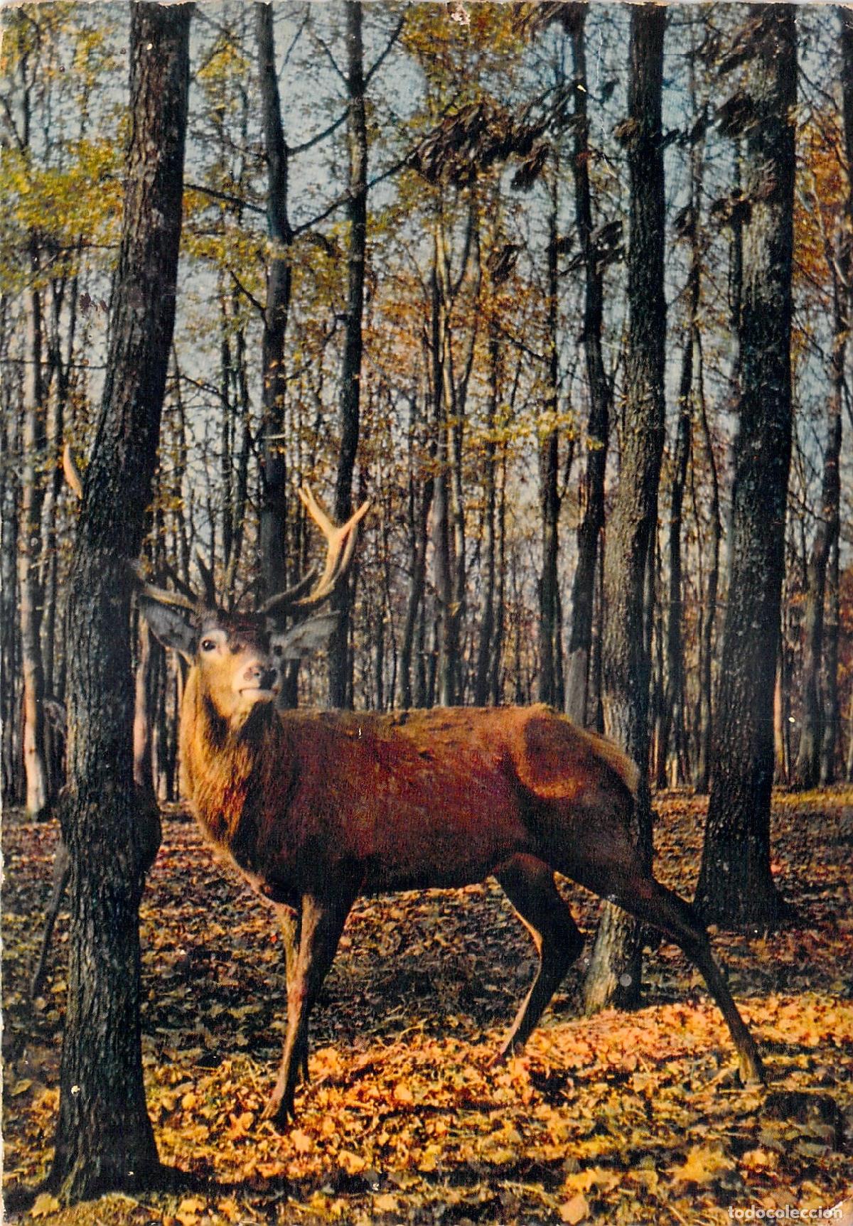 Postales: Postal de un Ciervo en el Bosque de Sologne, Francia