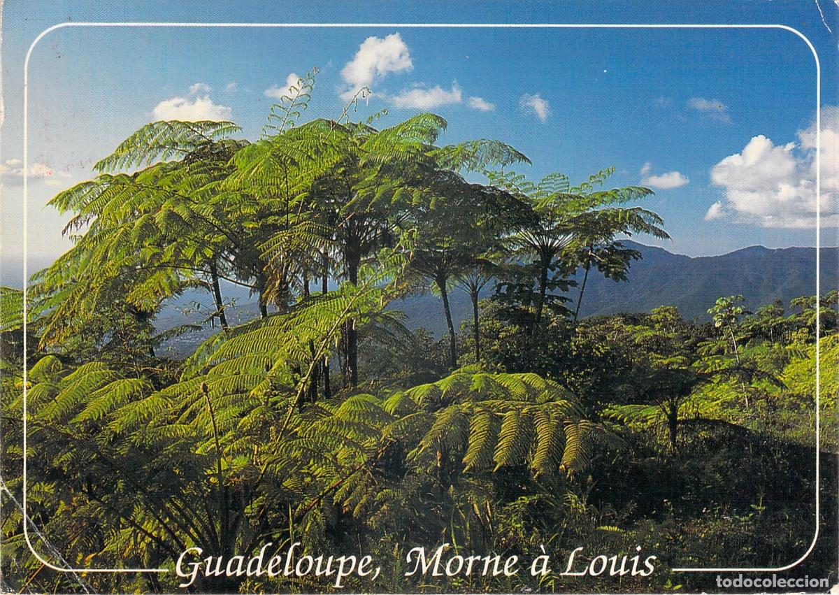 Postales: Postal de Guadalupe: Paisaje de Helechos en Morne &agrave; Louis