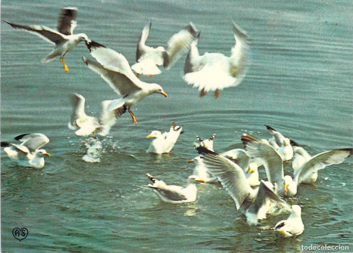 Postales: Postal de Gaviotas en la Costa de Berck-sur-Mer Francia