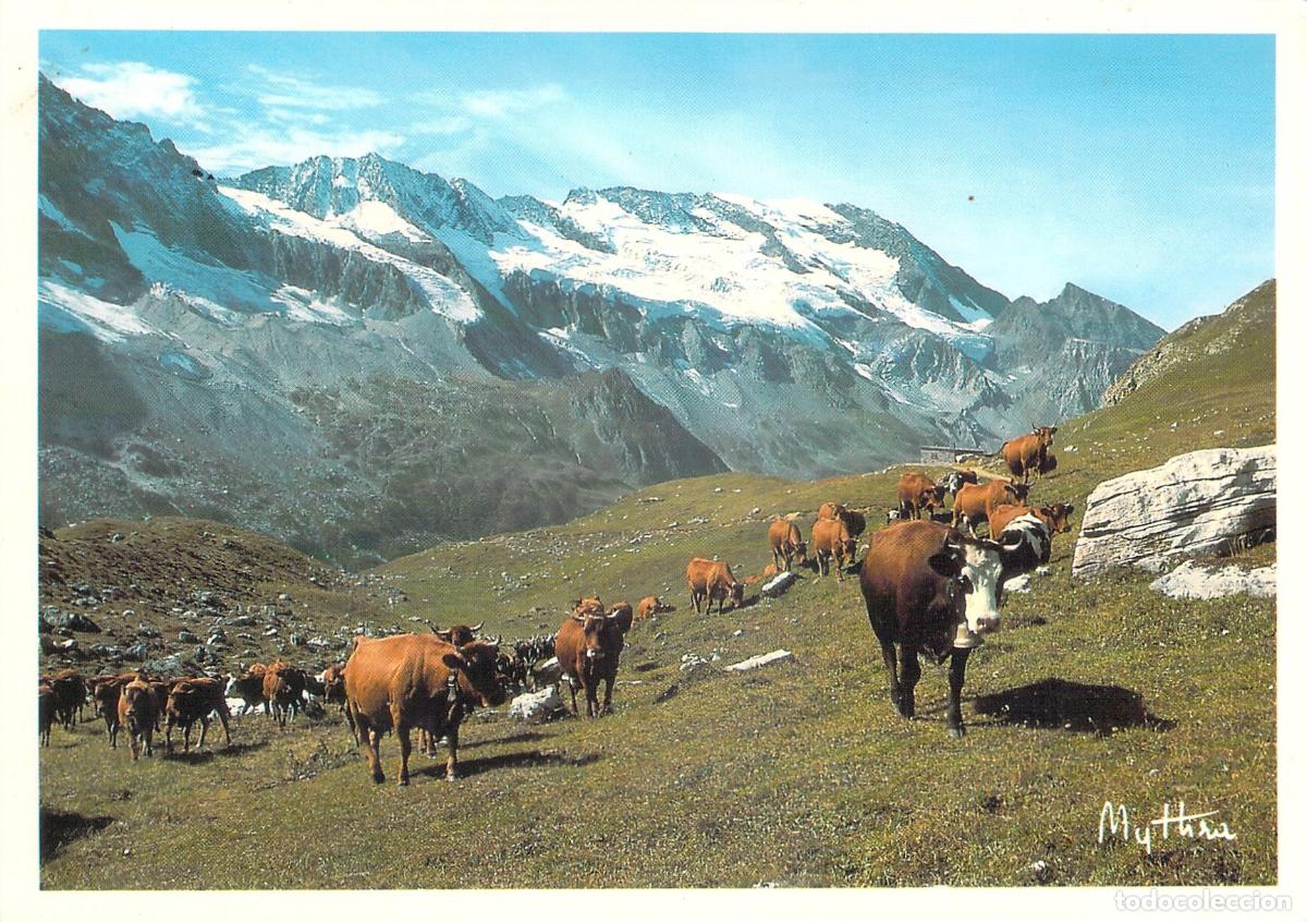 Postales: Postal de vacas pastando en las monta&ntilde;as de Saboya, Alpes franceses