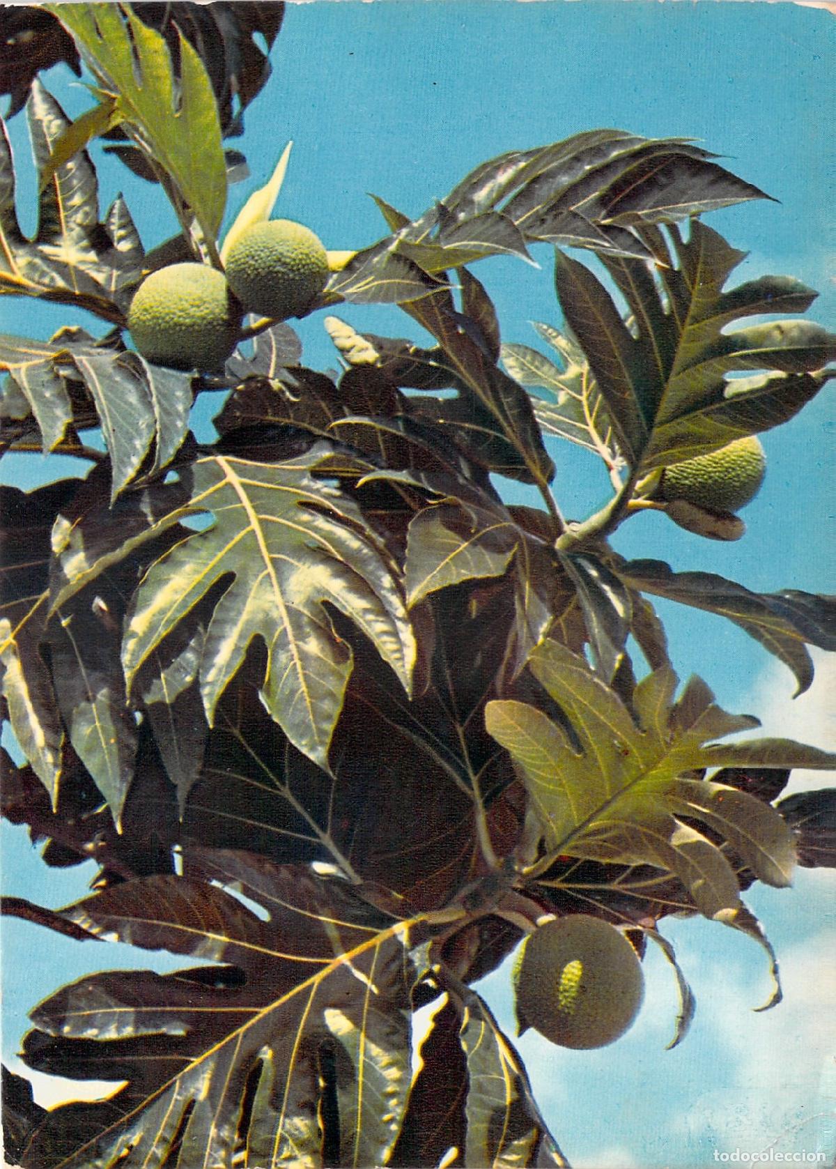 Postcards: Postal de Fruta del Pan en Guadalupe, Antillas Francesas