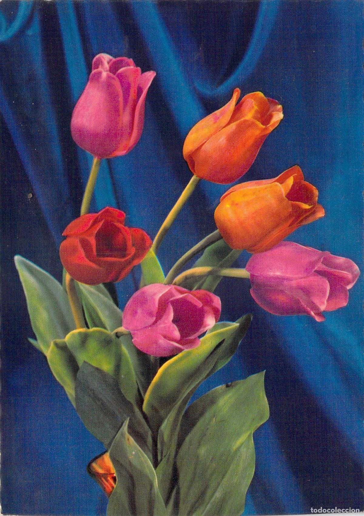 Postales: Postal de Tulipanes de Colores Ediciones G. Picard Paris