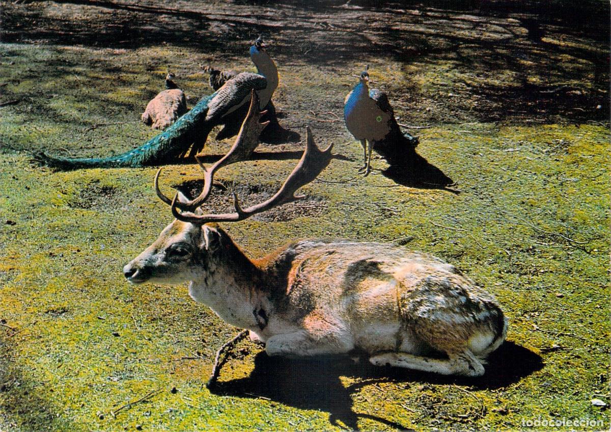 Cartoline: Postal Parque Bagatelle Francia Gamo y Pavos Reales