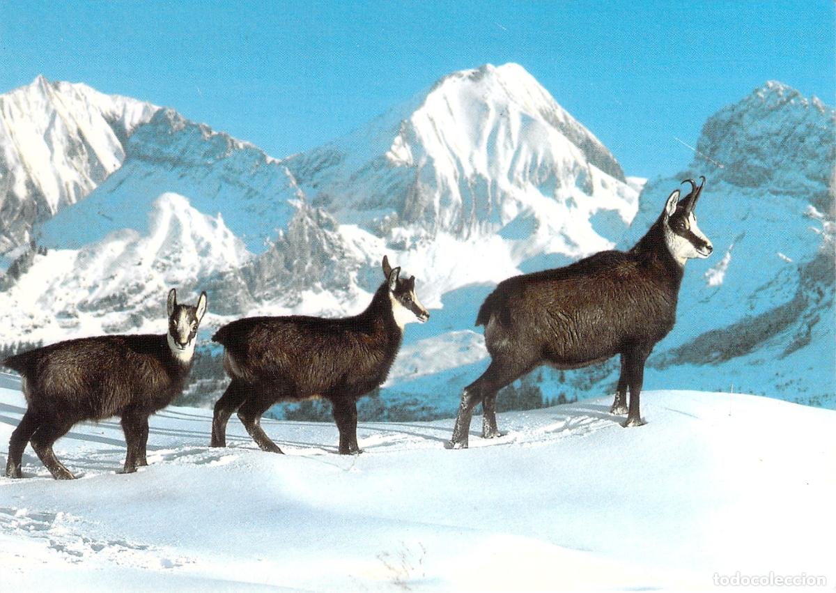 Postcards: Tarjeta Postal de Gamuzas en Paisaje de Monta&ntilde;a Nevado