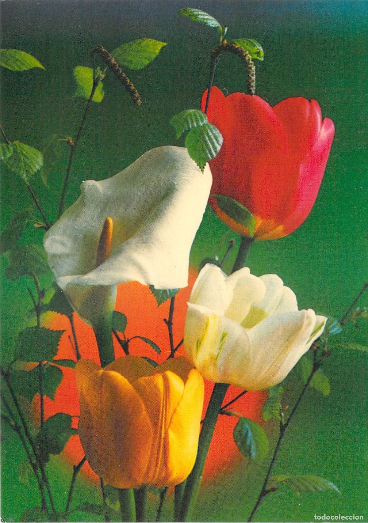 Postcards: Postal con Ramo de Tulipanes y Cala Blanca, Polonia