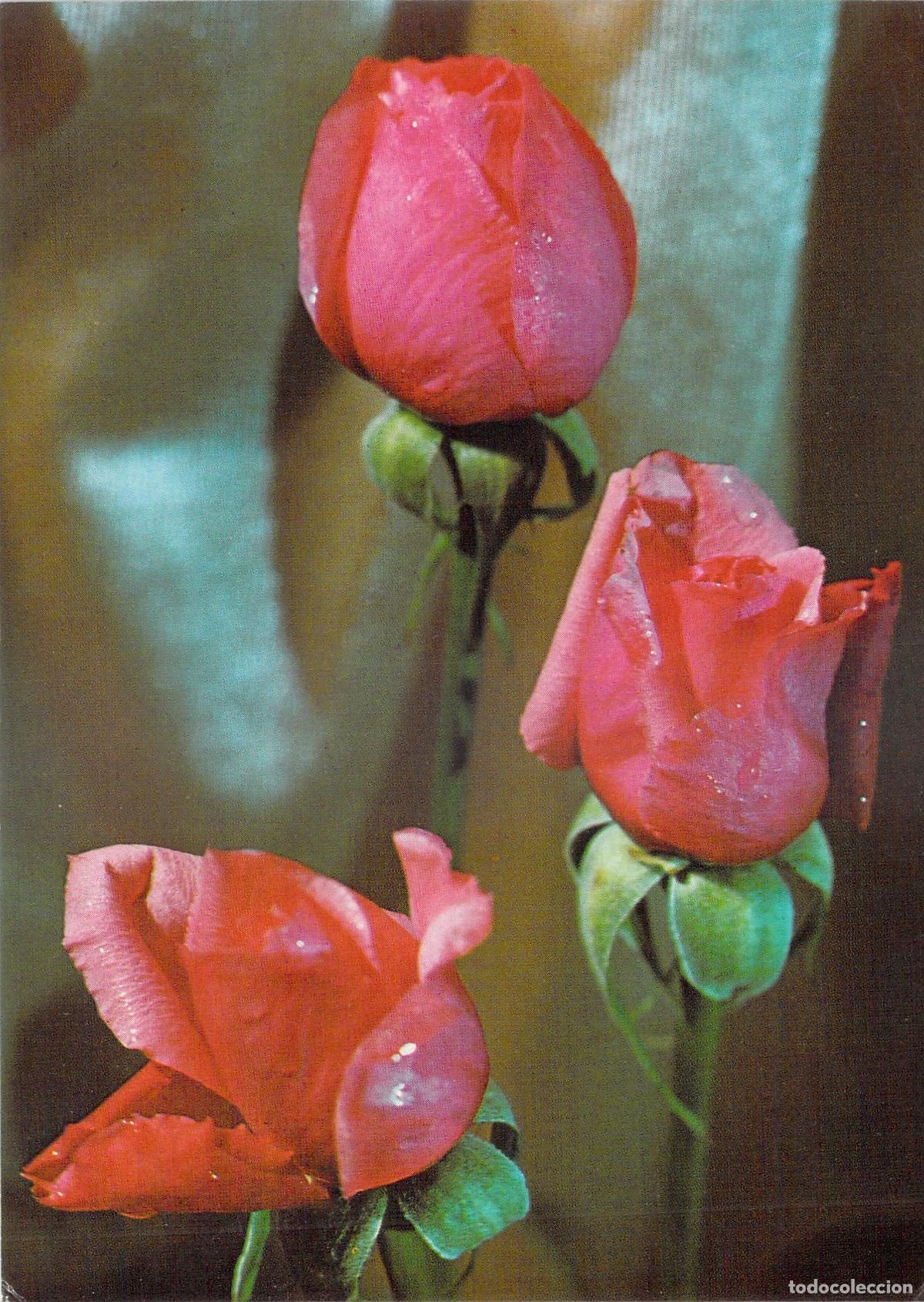 Postales: Postal de Rosas Rosadas - Fotograf&iacute;a de M. Gerstman