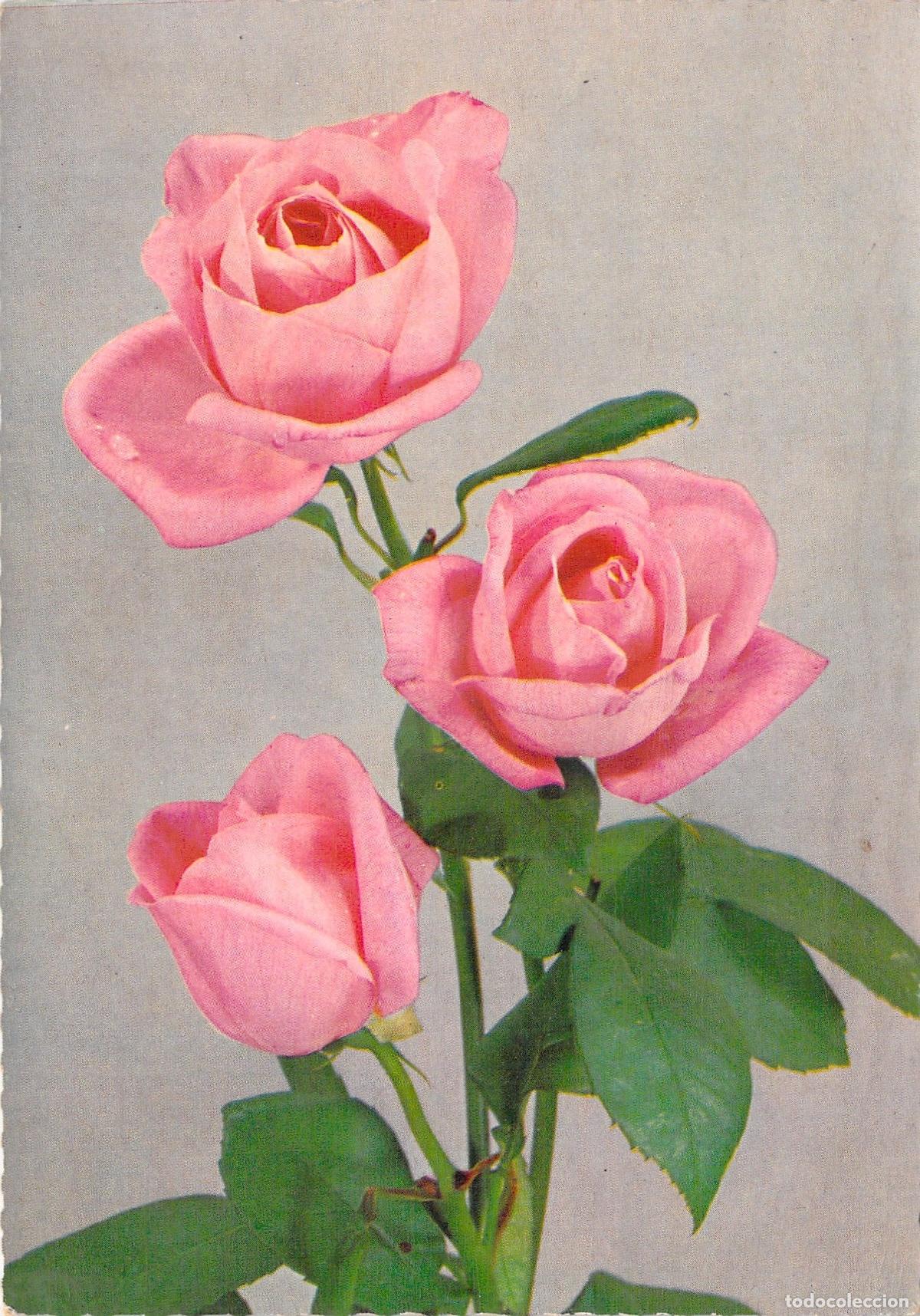 Postkarten: Postal de Flores con Tres Rosas Rosas Impresa en Alemania