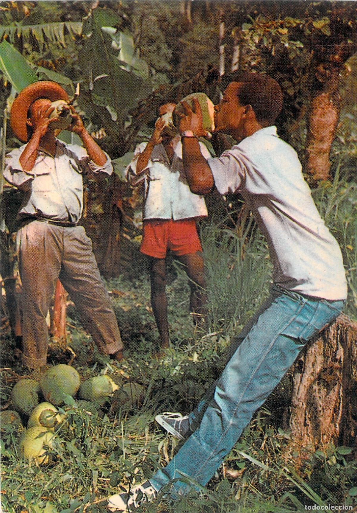 Postcards: Postal de Martinica: Hombres bebiendo leche de coco directamente del fruto