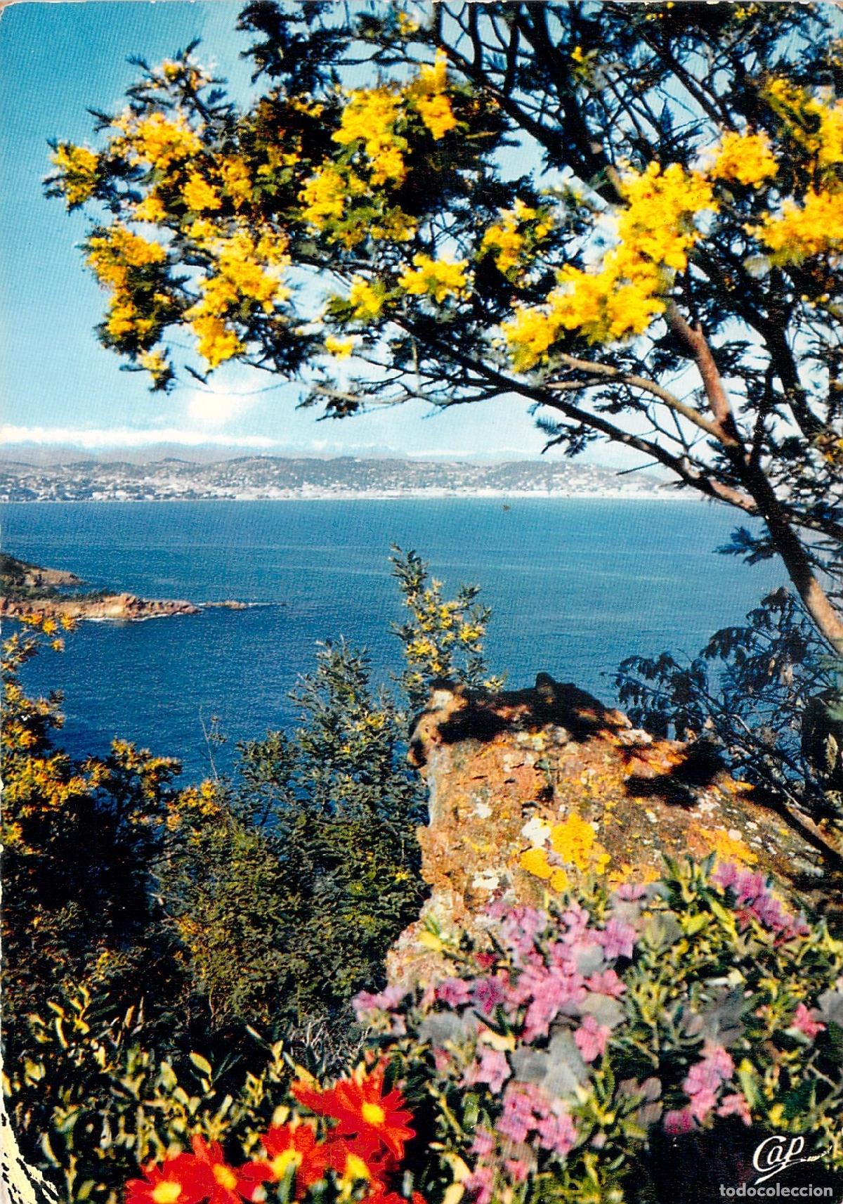 Postcards: Tarjeta Postal Costa Azul Francia Vista del Mar y Mimosas