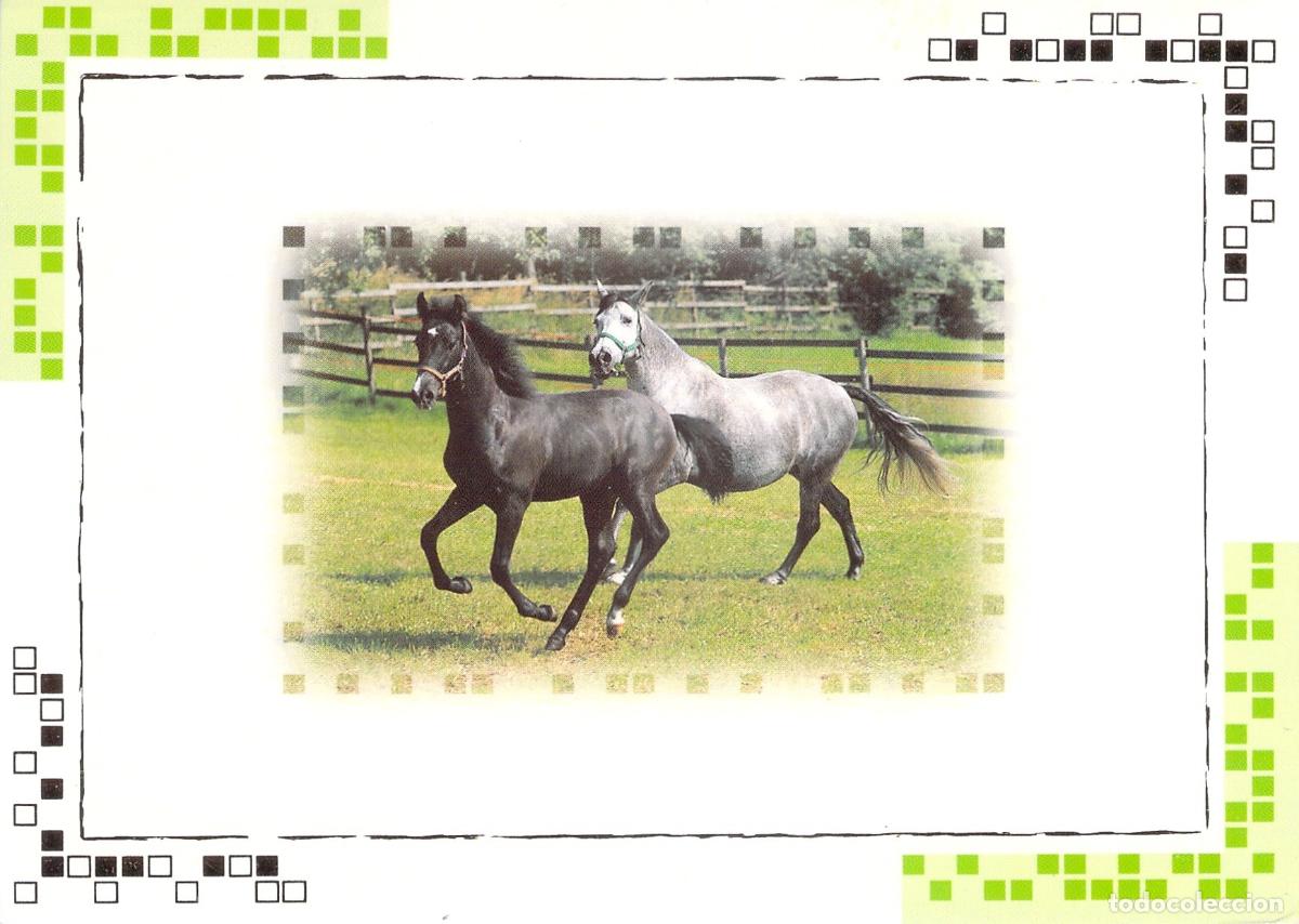 Postales: Postal de Caballos Corriendo en el Campo Fotoline