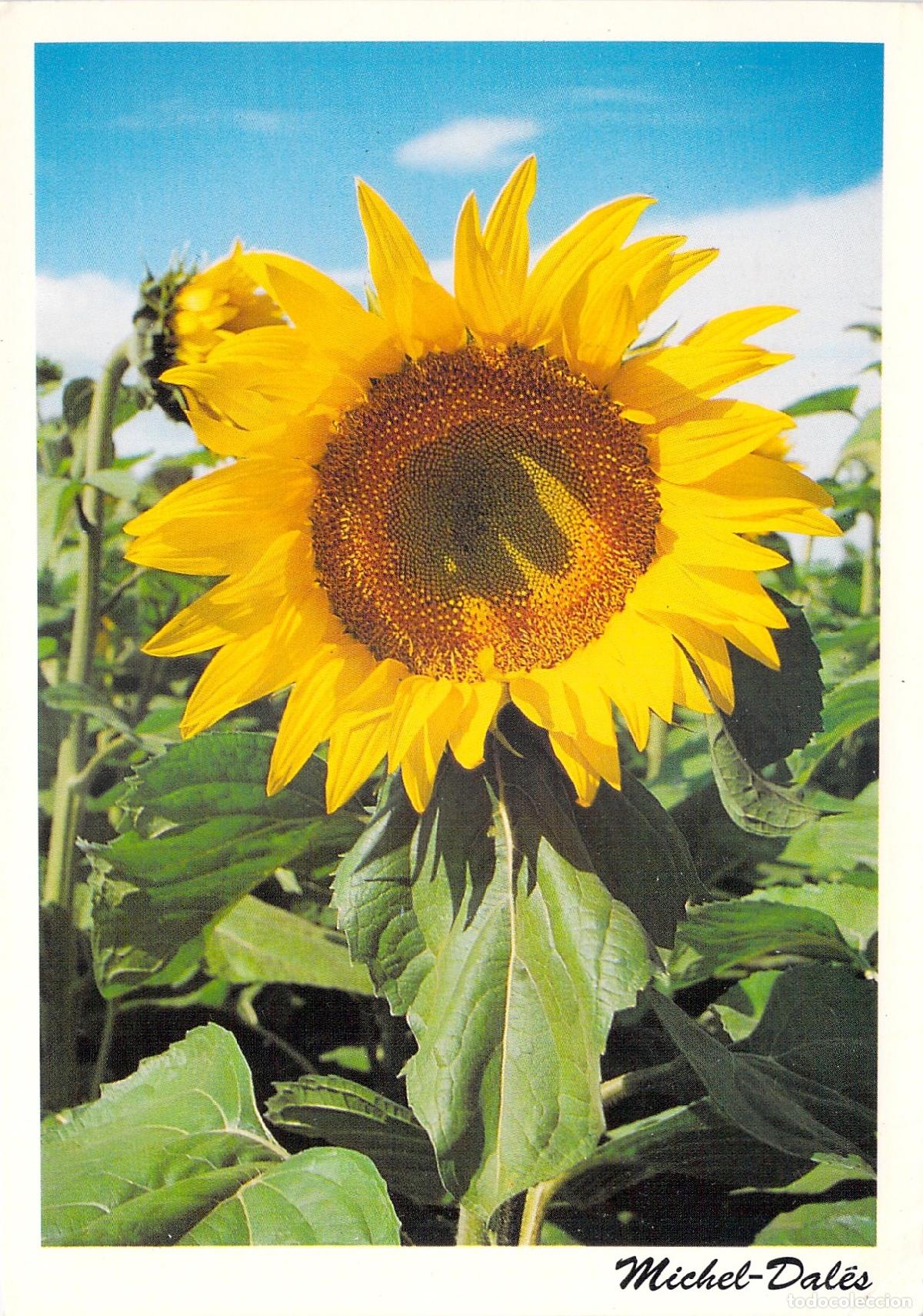 Postales: Postal de Girasol en Provenza, Francia - Lourmarin Luberon